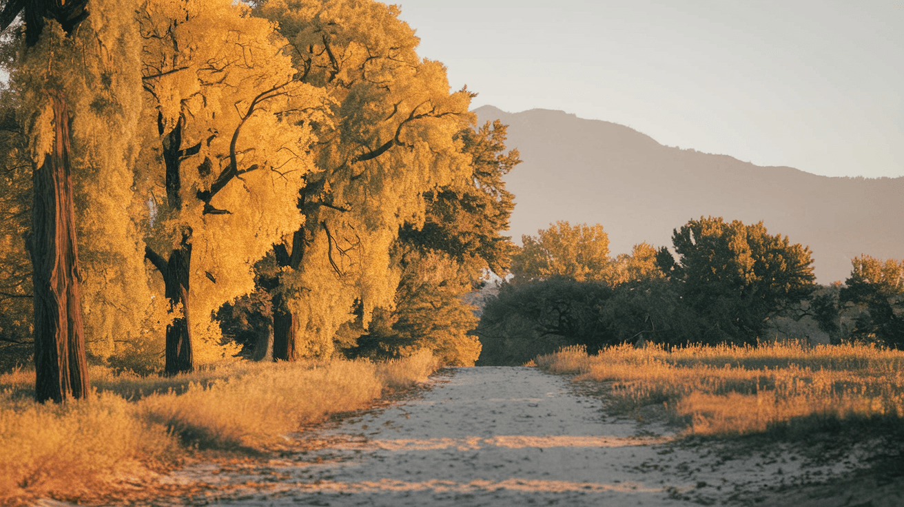 A morning scene along the Rio Grande Bosque trail in Albuquerque, with golden cottonwood trees lining a sandy path and the Sandia Mountains visible in the soft morning light